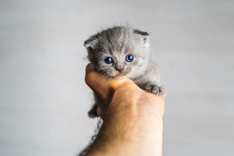 Close-up of hand holding kitten against white wall