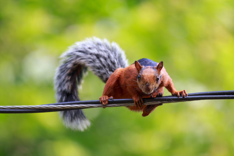 Low angle view of squirrel on wire