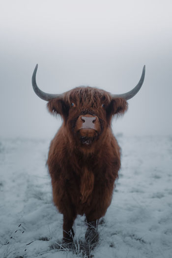 Close-up of cow standing on snow