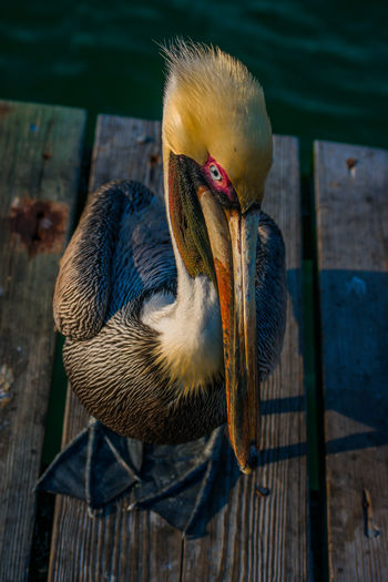 Close-up of a bird