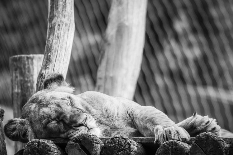 Cat sleeping in a zoo