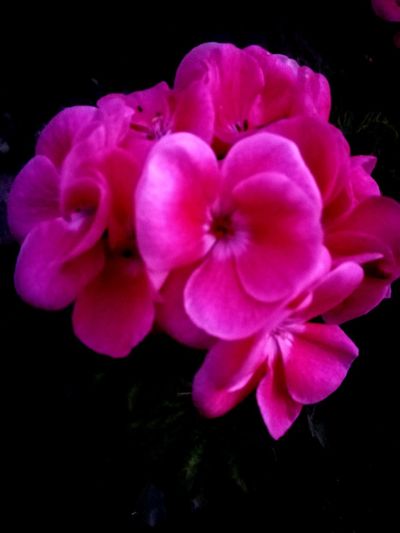 Close-up of pink flowers blooming against black background