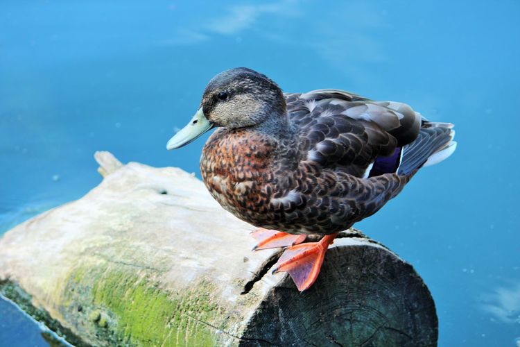 Close-up of female mallard duck perching on wood at blue lake