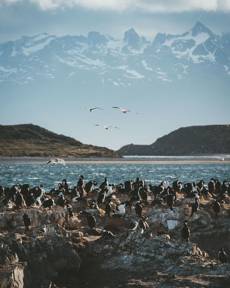Seagulls flying over sea against mountains