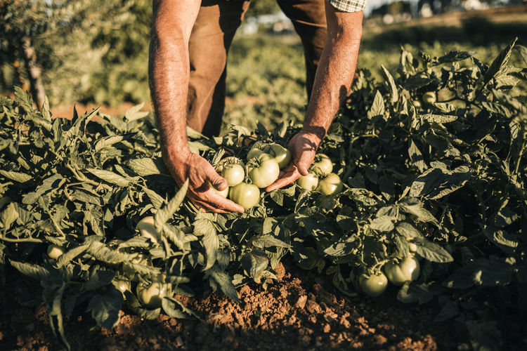 Male farm worker picking tomatoes at vegetable farm
