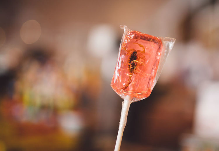 Close-up of scorpion lollipop covered with plastic