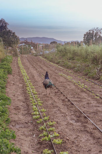 View of a bird on dirt road