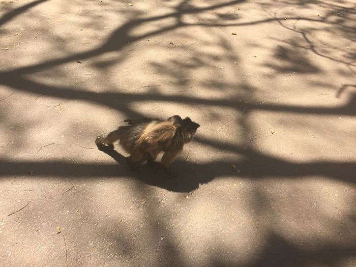 High angle view of monkey on shadow