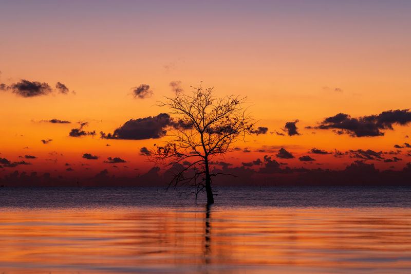 Silhouette of lonely mangrove tree in lake at pakpra, phatthalung, thailand