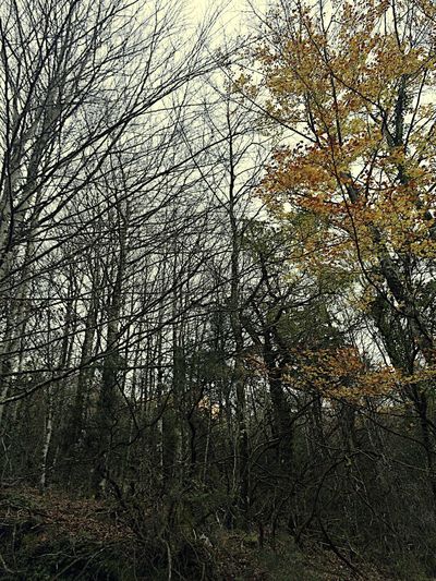 Full frame shot of bare trees