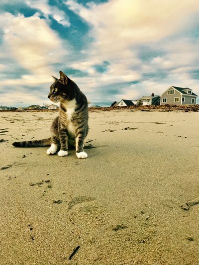 Cat sitting on sand at beach against sky