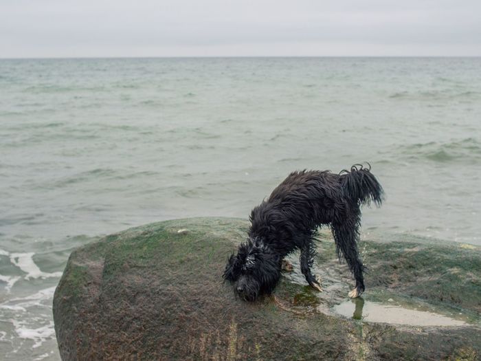 Black dog on beach against sky