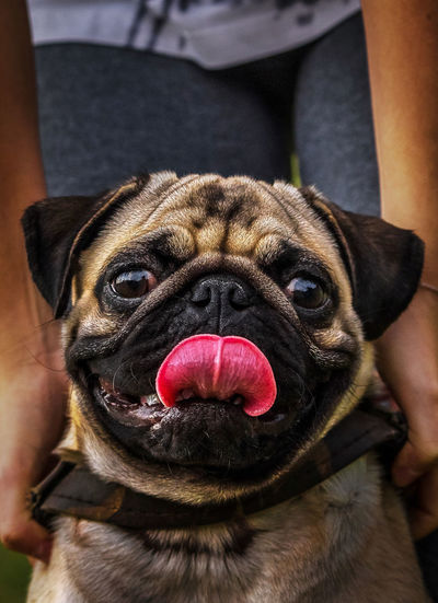 Midsection of person with pug