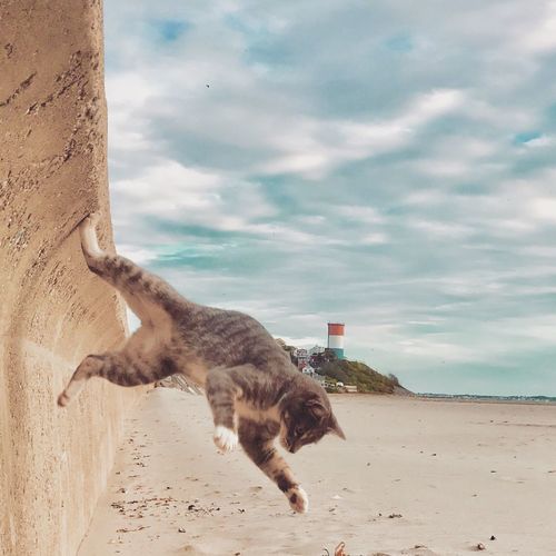 Dog jumping on beach against sky