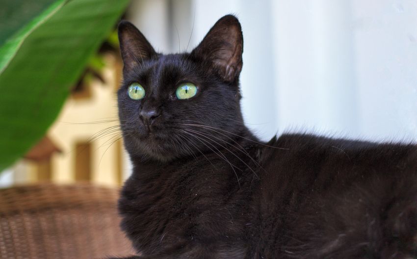 Single black cat laying down