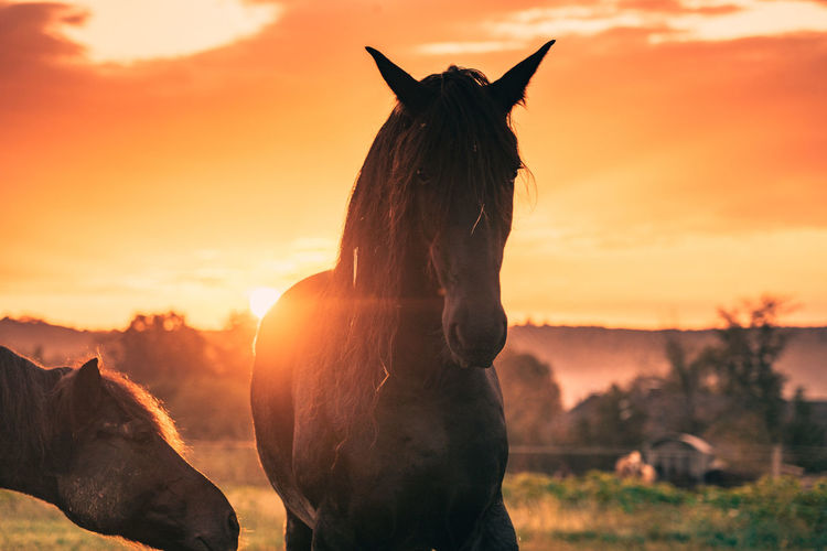 View of a horse on field during sunset
