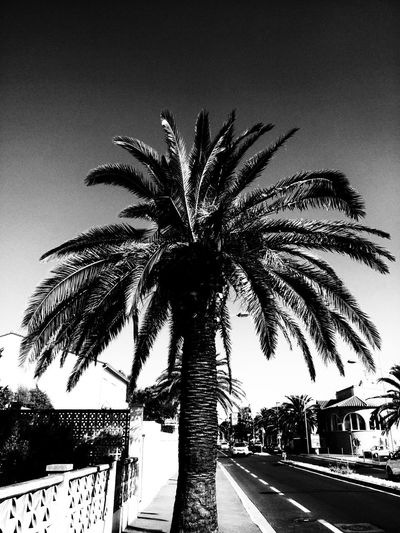 Palm tree against sky in city