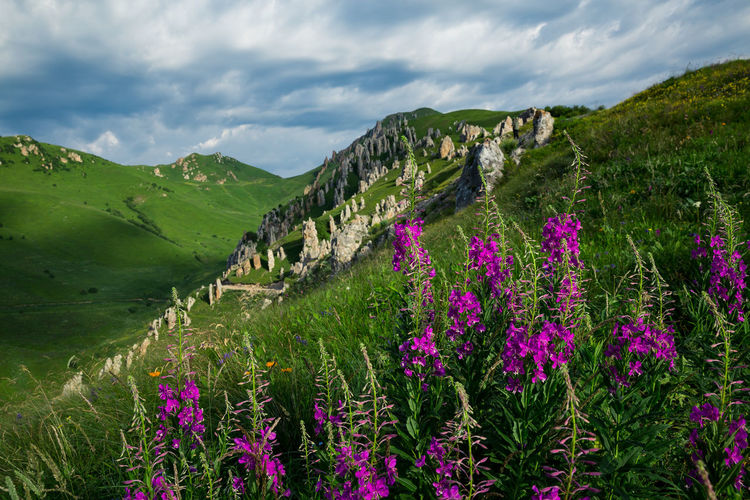Purple flowering plants on land against sky