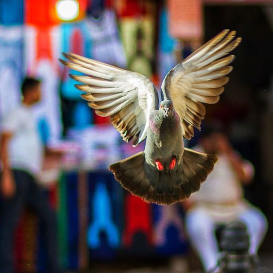 Close-up of pigeon flying