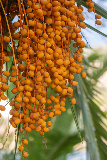 Close-up of fresh orange fruits hanging from tree