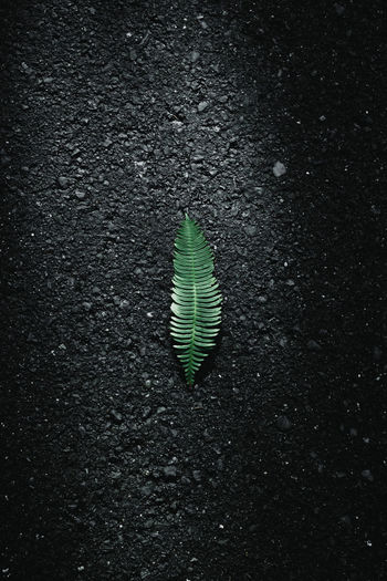 High angle view of leaf on road