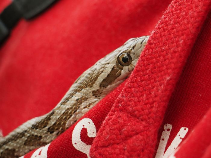 Close-up of red lizard