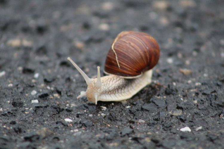 Close-up of snail on ground