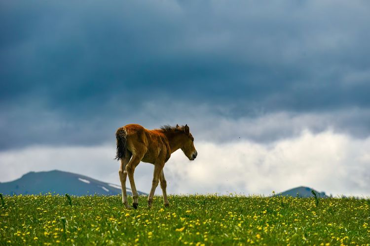 Qiongkushtai in xinjiang is a small kazakh village with a vast grassland, horses, and sheep.