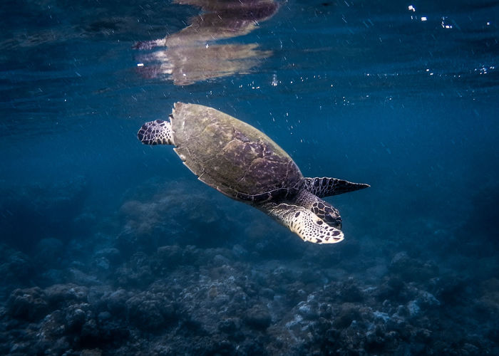 Turtle swimming in sea