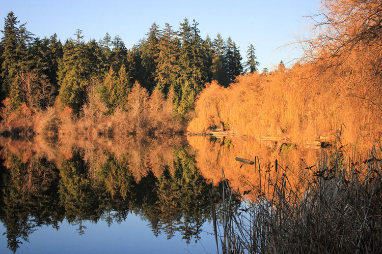 Trees by lake against sky during autumn