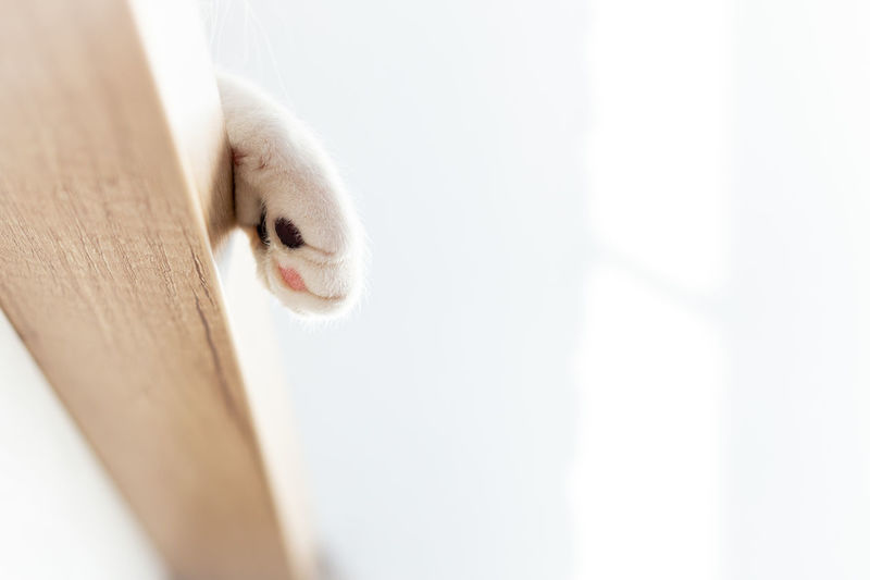Soft white cat's paw hanging from the edge of the table, bottom view, copy space. love for cats. 