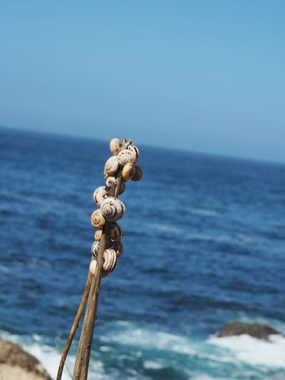 Close-up of snails on stick against sea 