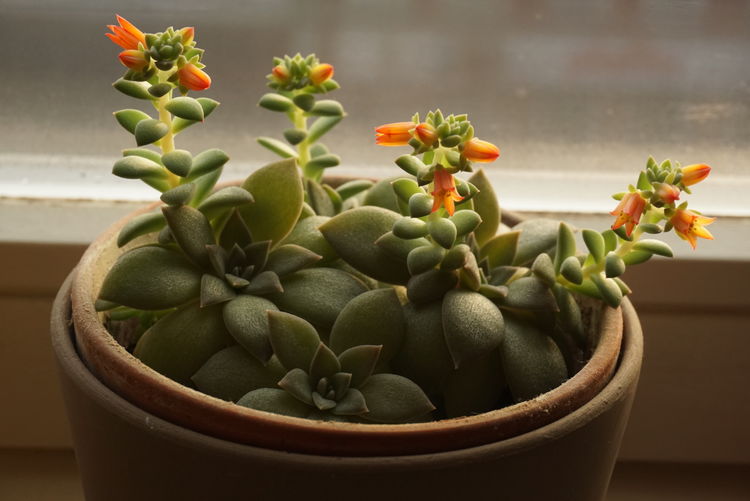 Close-up of potted succulent plant by window