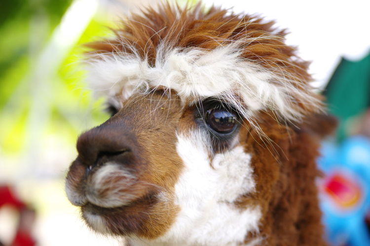 Close-up portrait of alpaca