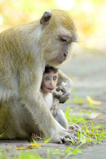 Close-up of monkeys sitting outdoors