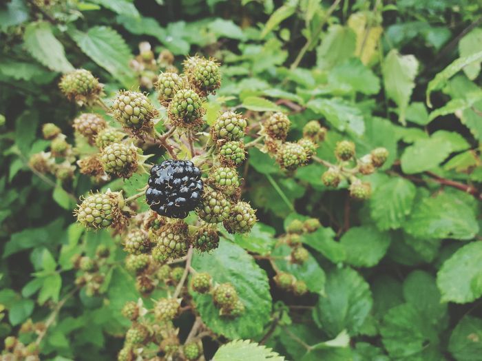Close-up of blackberries growing outdoors