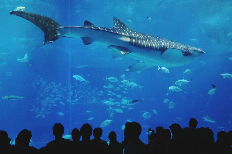 50 Okinawa Churaumi Aquarium Pictures Hd Download