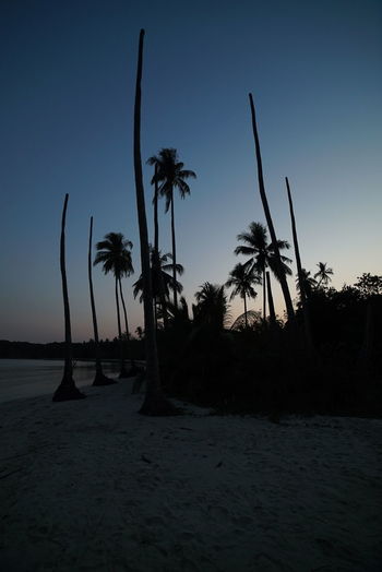 Silhouette palm trees on beach against clear sky