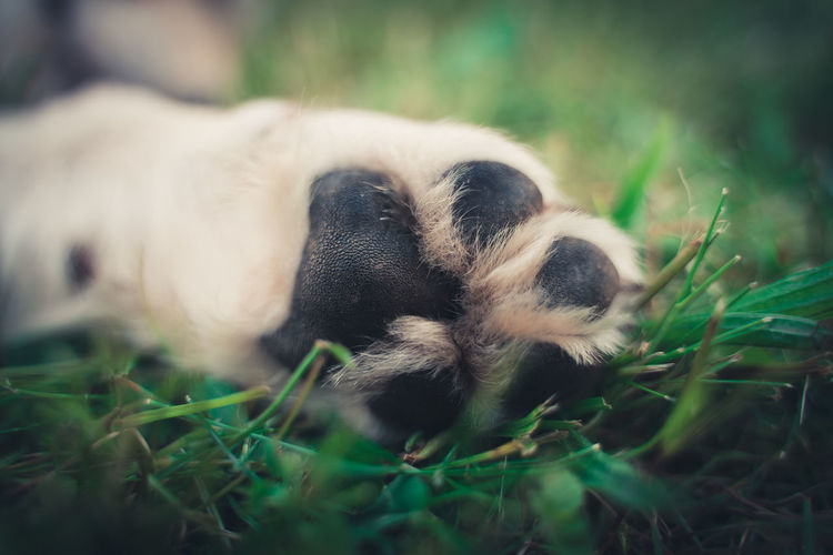 Close-up of a paw