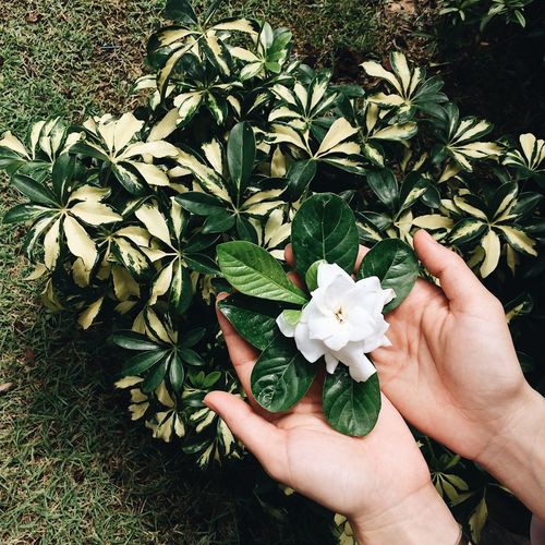 Cropped image of hand holding flowering plant