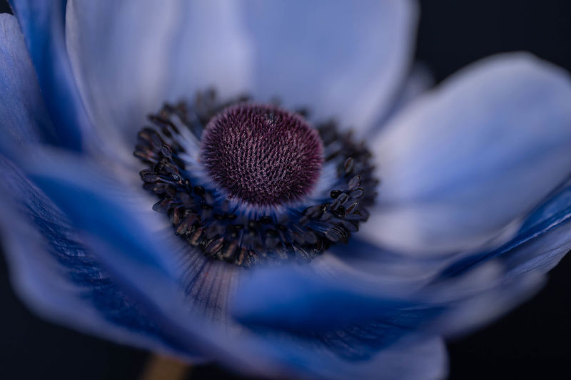 Close-up of anemone flower