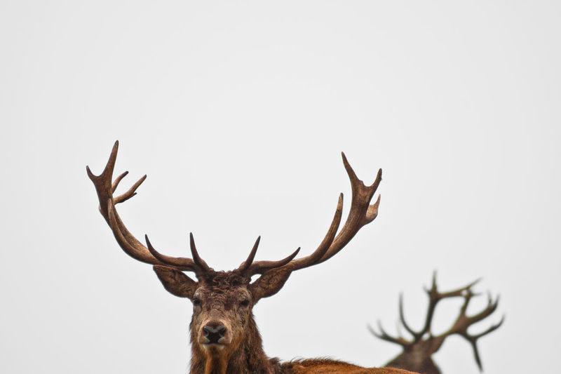 Low angle view of deer against sky