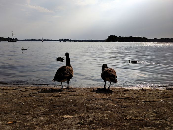 Ducks on the beach