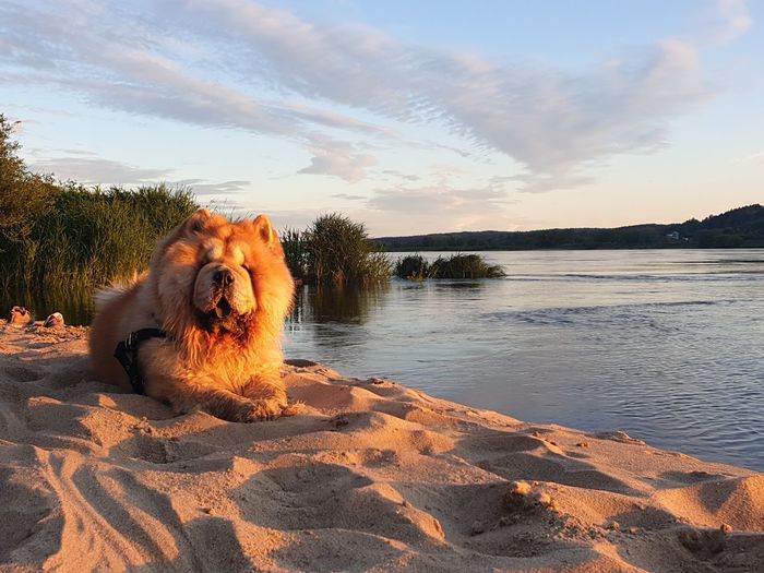 View of dog at beach against sky during sunset