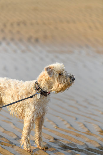 Dog standing in mouth