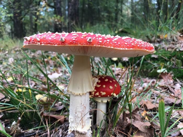 Close-up of fly agaric mushroom on field