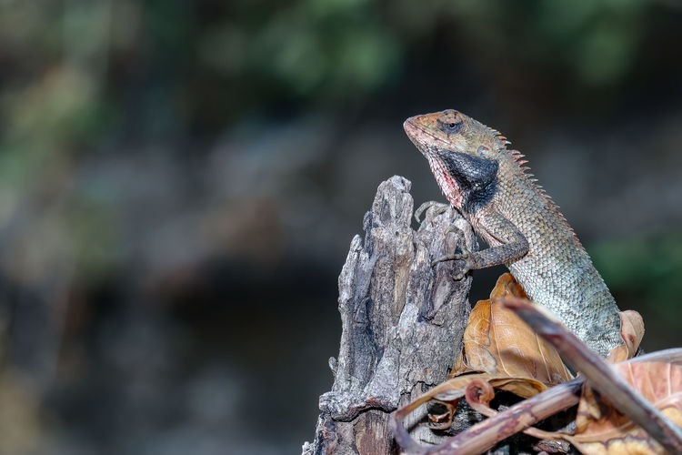 Close-up of a reptile against blurred background