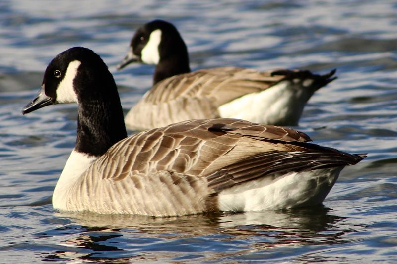 Geese in a lake