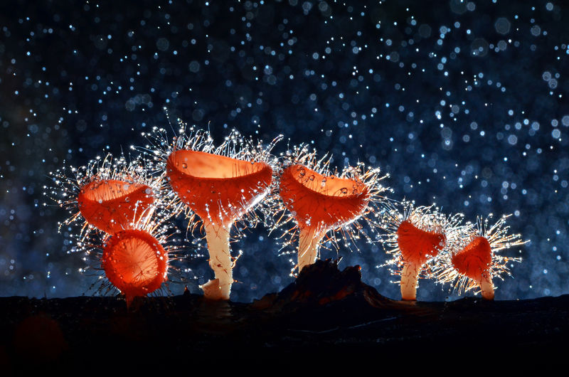 Mushrooms against defocused dew drops at night