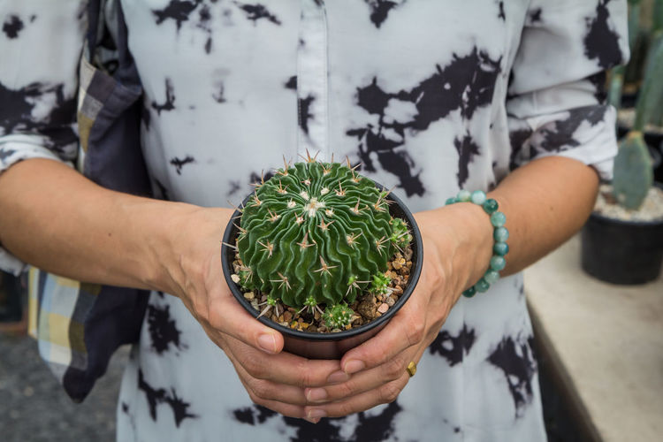 Midsection of person holding cactus in pot